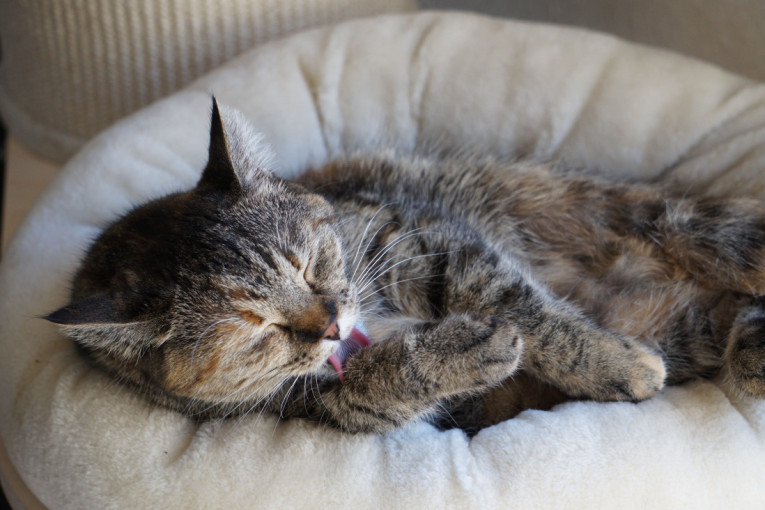 Ako mačka počne ovako da liže krzno, obratite pažnju: Evo kada njeno svakodnevno ponašanje može biti znak za uzbunu