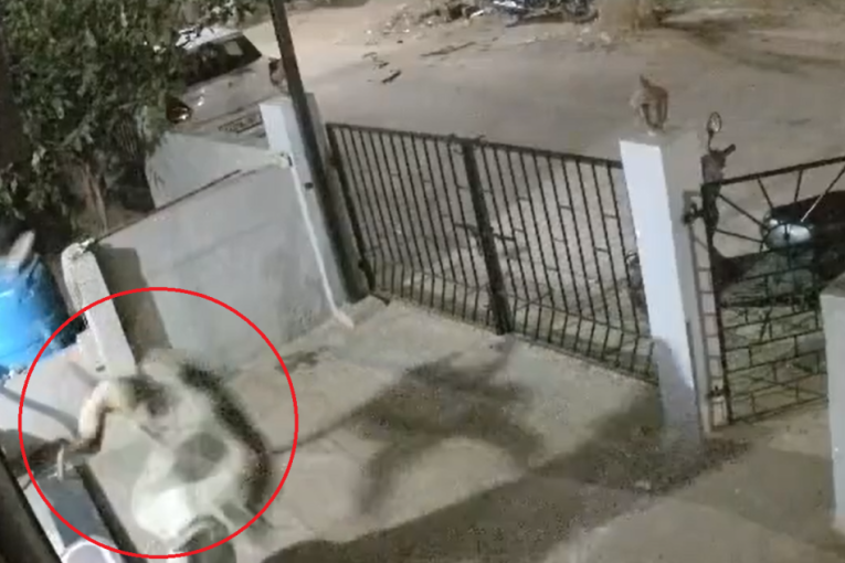 Divlji majmun napao ženu u dvorištu, oborio je na beton, pa se vratio: Starica preminula od posledica povreda (VIDEO)