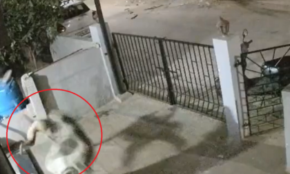 Divlji majmun napao ženu u dvorištu, oborio je na beton, pa se vratio: Starica preminula od posledica povreda (VIDEO)