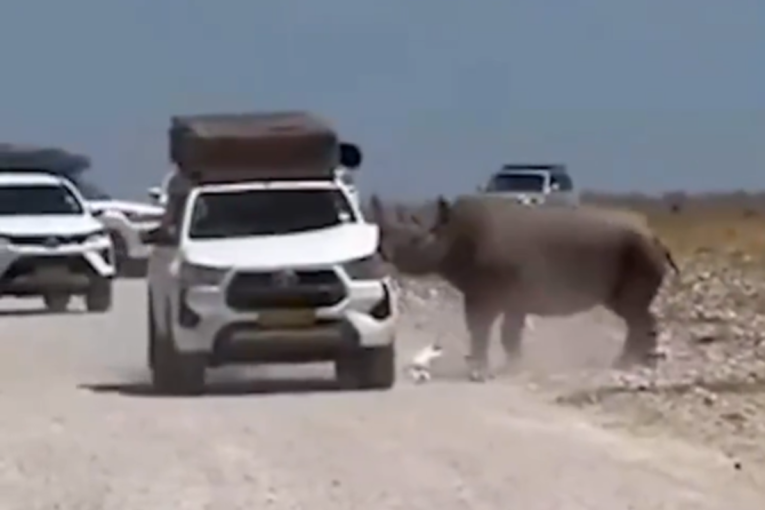 Horor u safariju: Nosorog nasrnuo na automobil s turistima, delovi lima počeli da lete okolo (VIDEO)