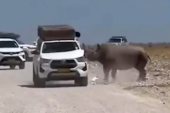 Horor u safariju: Nosorog nasrnuo na automobil s turistima, delovi lima počeli da lete okolo (VIDEO)