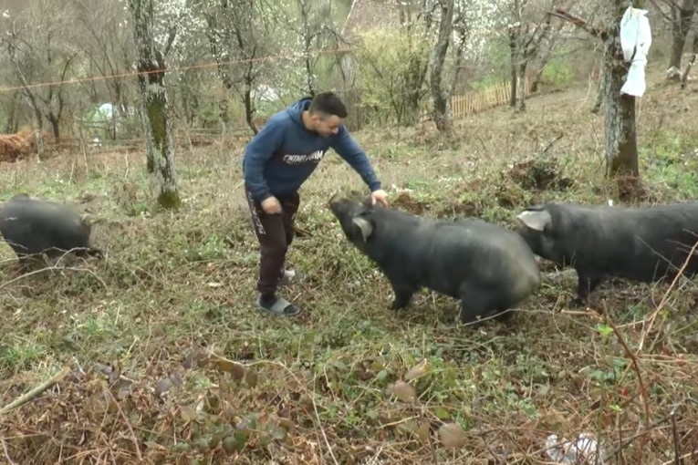 Meni bolja "firma" od sela ne treba: Ovo je mladi Vučić koji ne beži od teških poslova - uzgaja svinje moravke i bere maline