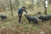 Meni bolja "firma" od sela ne treba: Ovo je mladi Vučić koji ne beži od teških poslova - uzgaja svinje moravke i bere maline