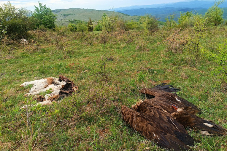 Otrovao jednu od najređih ptica Evrope, pa dobio uslovnu kaznu: Crni strvinar stradao na Svrljiškim planinama (FOTO)